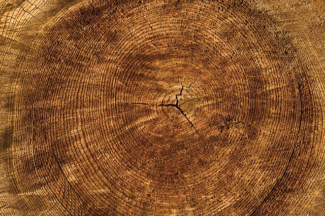 textura stromu